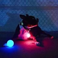 Piłka świecąca dla psów